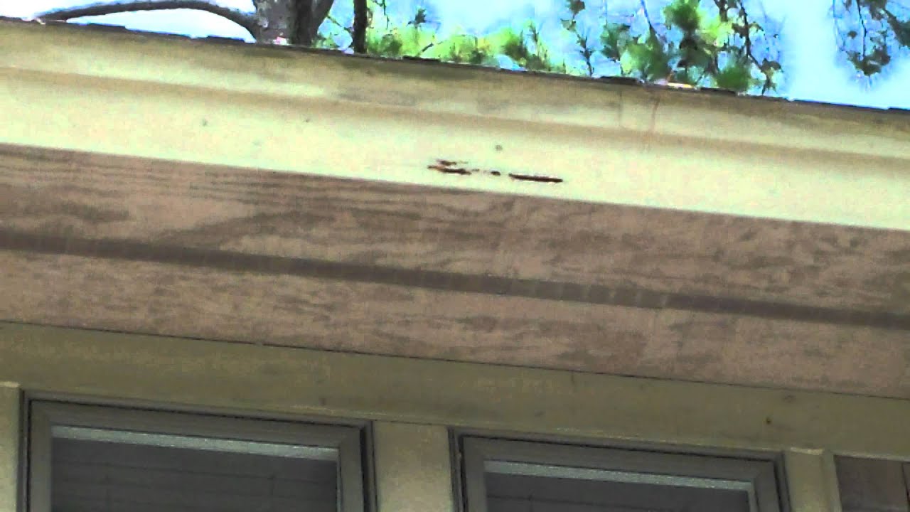 What Does Carpenter Bee Damage Look Like