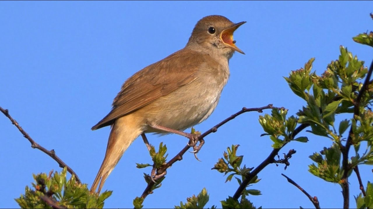 OISEAUX QUI CHANTENT: 24 Oiseaux chanteurs Français