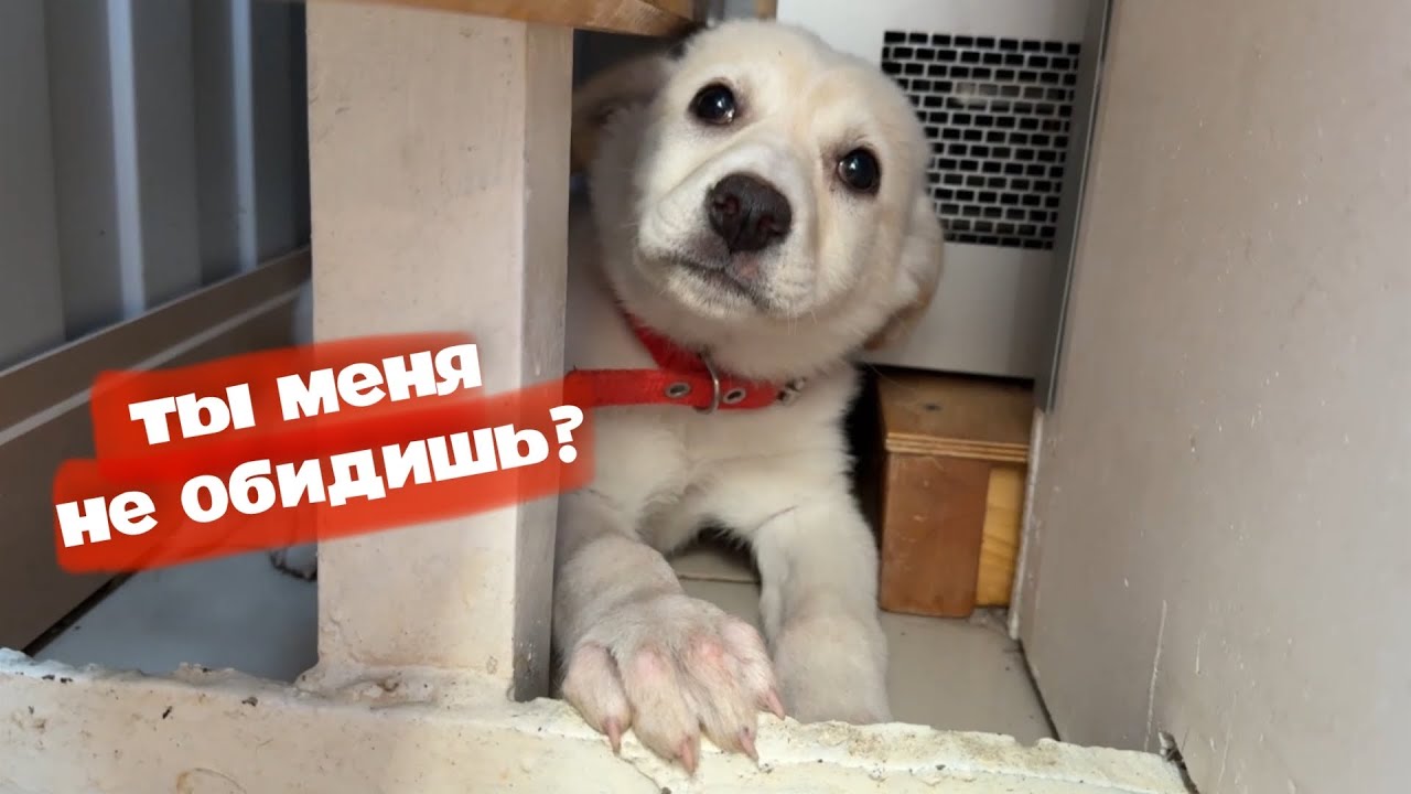 Щенок из покрышки. Забрал бездомного щенка.