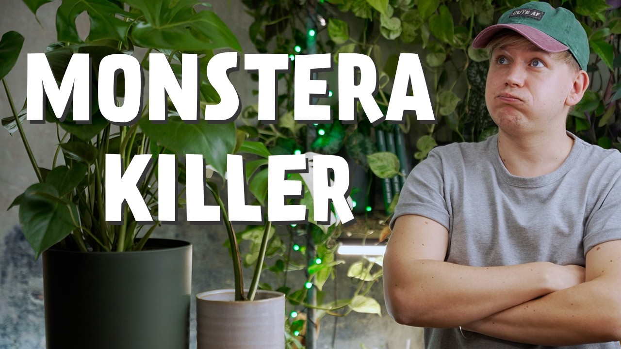 Die 5 SCHLIMMSTEN Pflegetipps, die deine Monstera HASST 😤