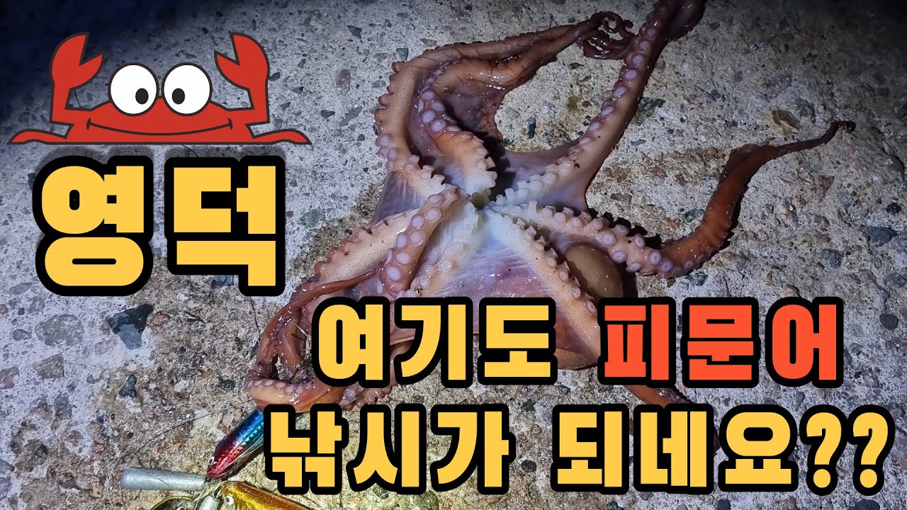 처음 가본 영덕 방파제에서 피문어 잡았어요!!
