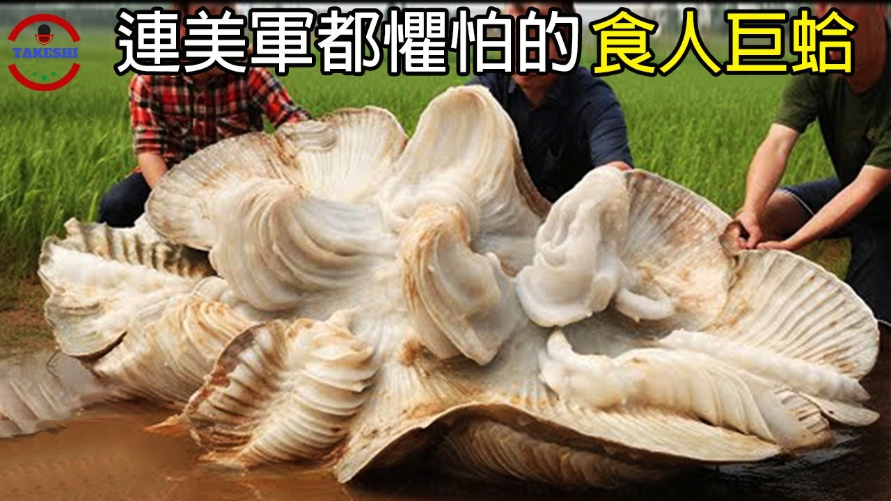 [生物放大鏡] 潛水員的惡夢! 巨型食人蛤! | 百年食人蛤城| 吞食鯊魚的可怕巨蛤