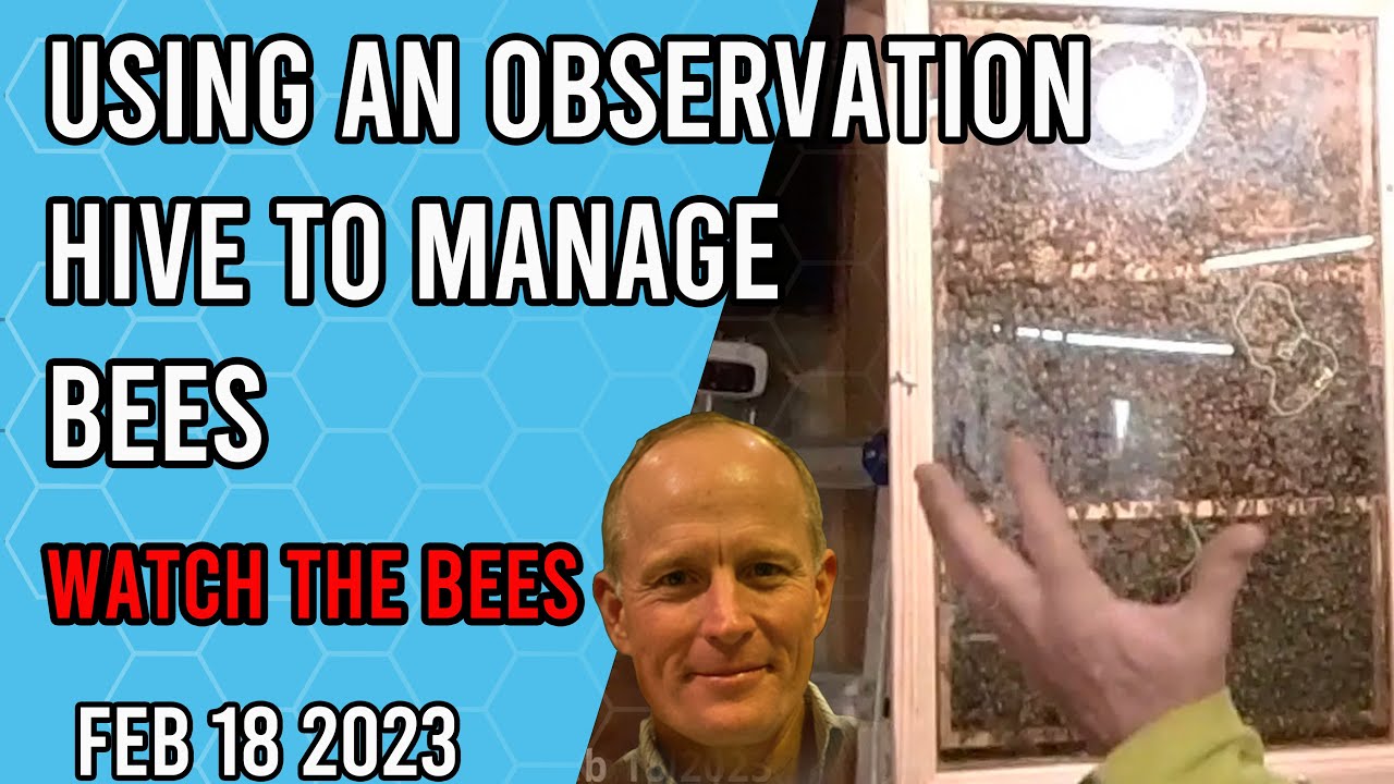 Using an Observation Hive to Manage your Bees - Jacksonville FL Zone 9a