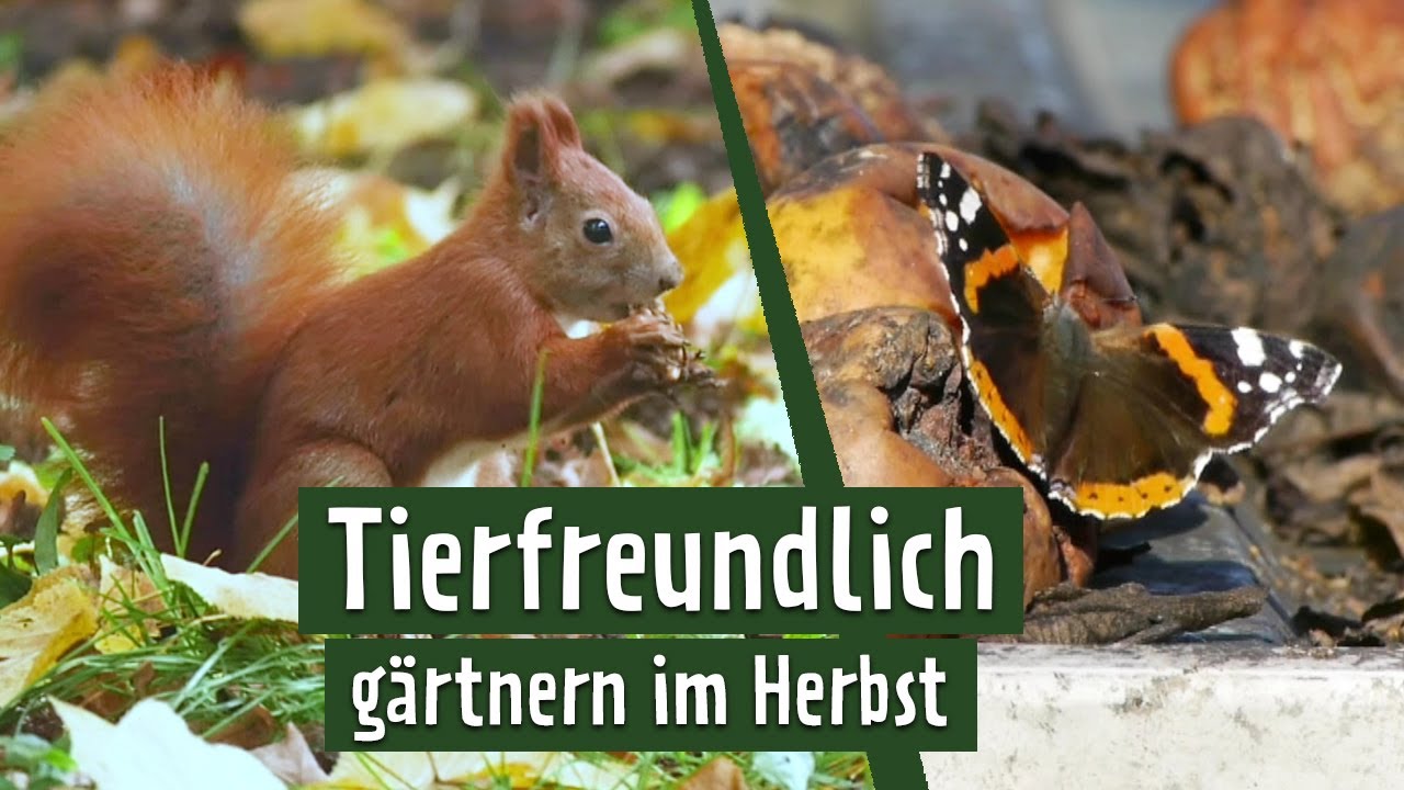 Ein unaufger&auml;umter Garten bietet Tieren Futter | MDR Garten