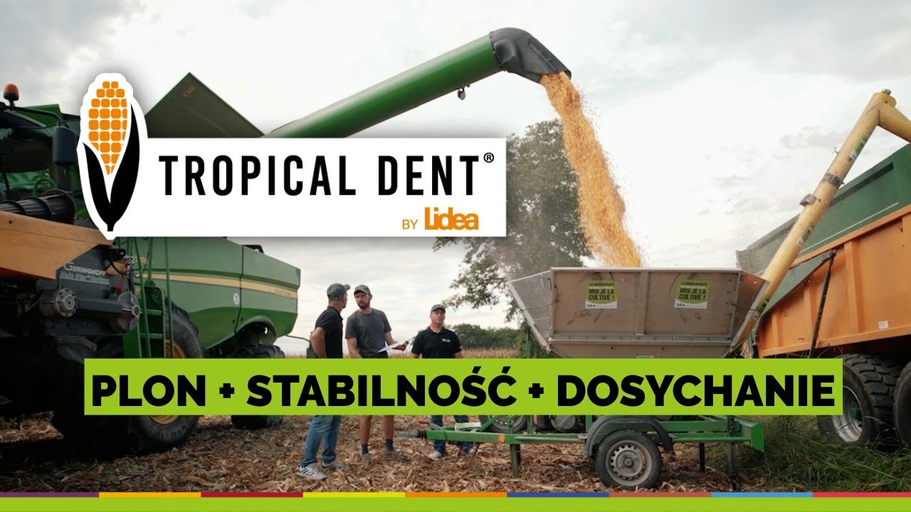 Tropical Dent: Genetyka Kukurydzy na Wysoki Plon i Stabilność