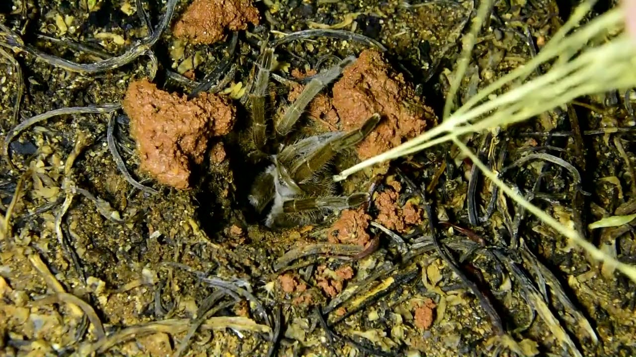 Tickling the Tarantula. (Australian desert Tarantula)