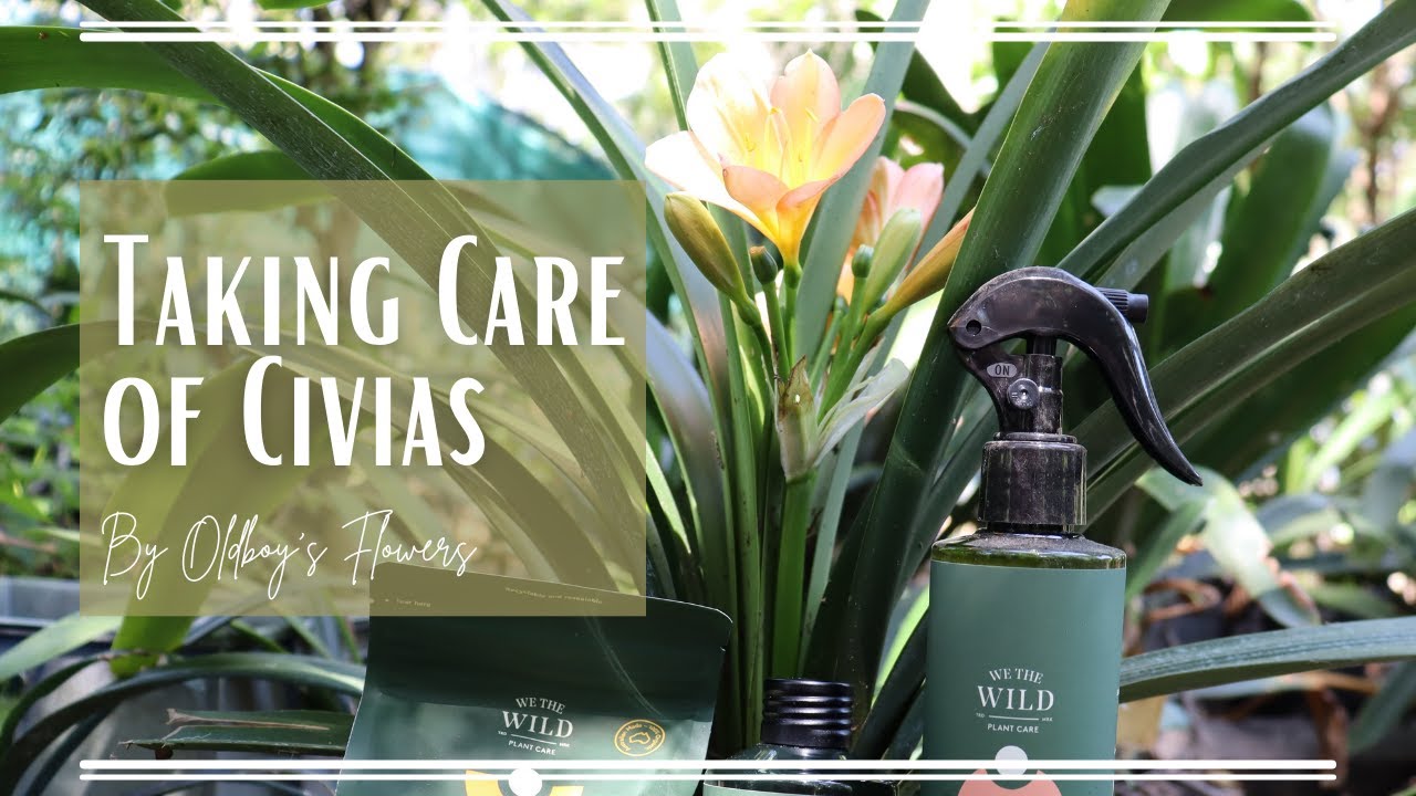 How to Care for Clivias | Easy Tips Using We the Wild Products