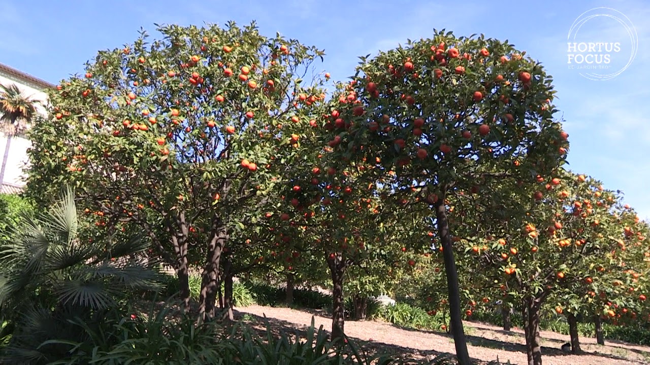 Découverte : Le Domaine des Collettes et les Renoir
