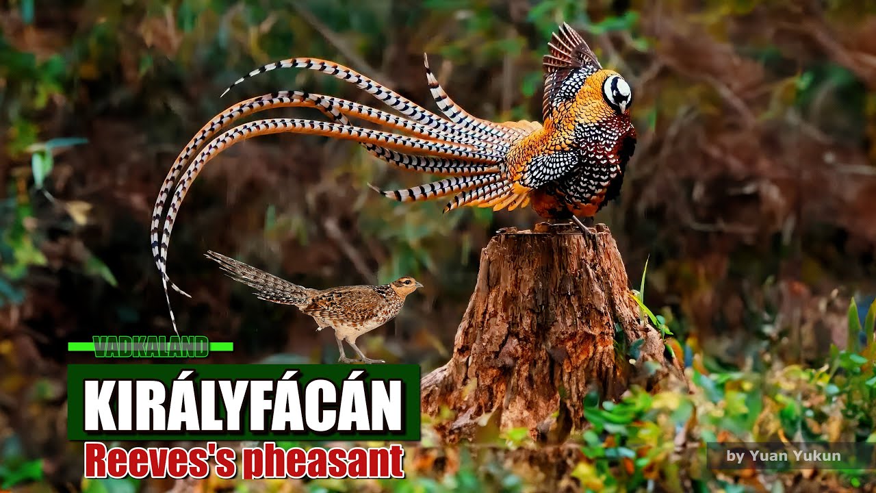 Vadkaland - KIRÁLYFÁCÁN (Reeves's pheasant)