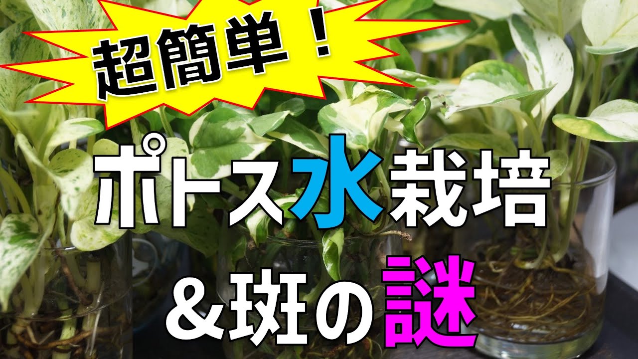 【人気観葉植物】管理が楽♪ポトスの水栽培について【増やし方・肥料・斑入り】