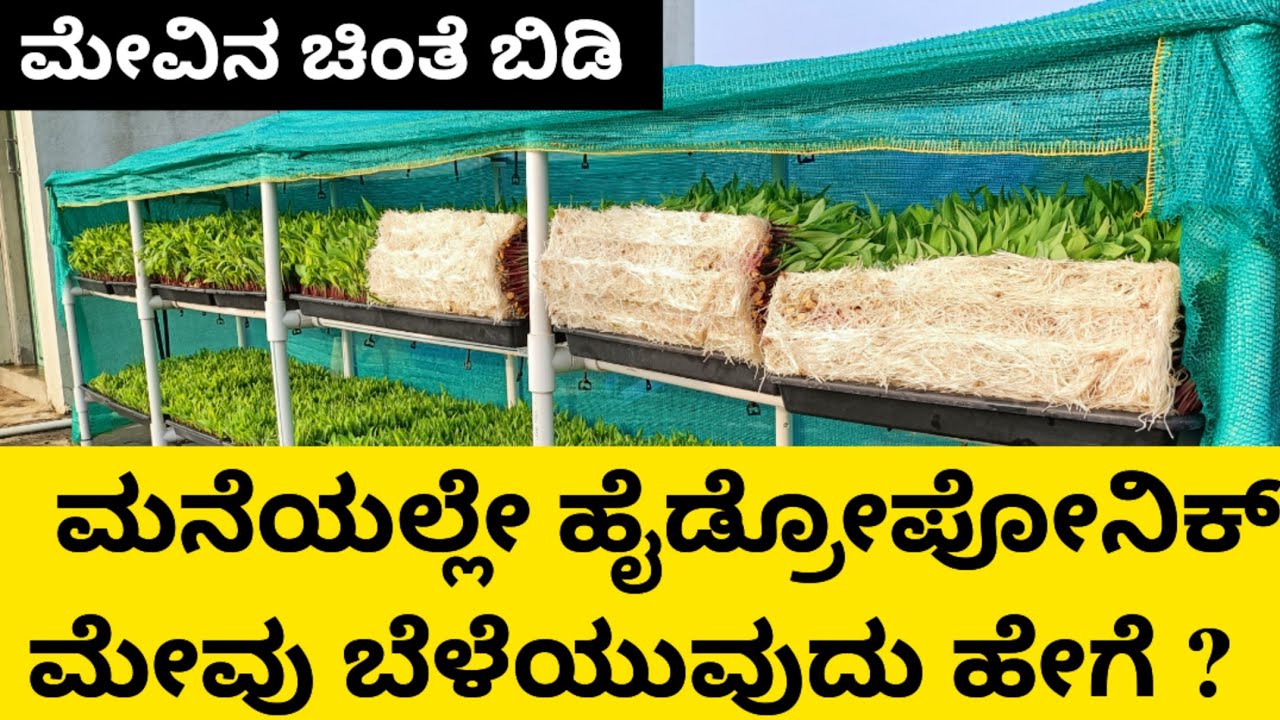 ಮೇವಿನ ಚಿಂತೆ ಬಿಡಿ  |  ಹೈಡ್ರೋಪೋನಿಕ್ಸ್ ರೀತಿಯಲ್ಲಿ ಮನೆಯಲ್ಲೇ ಮೇವನ್ನು ಬೆಳೆದುಕೊಳ್ಳಿ | Hydroponic Fodder |