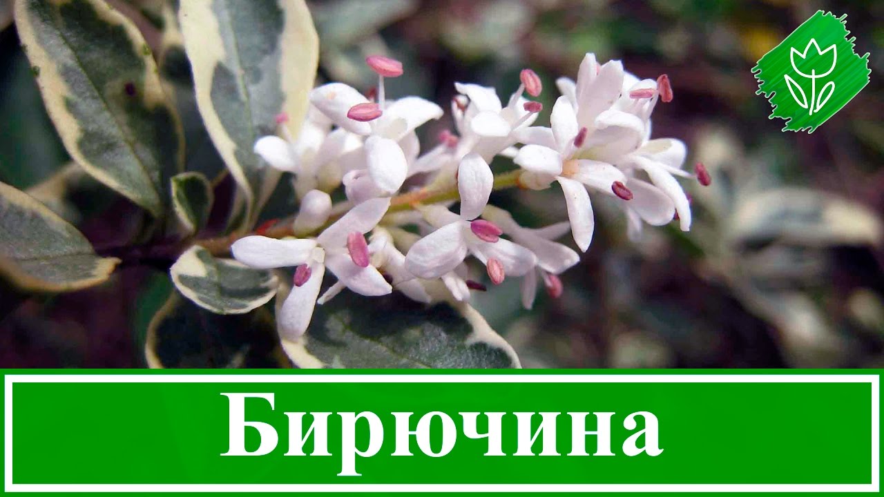 🌾 Кустарник бирючина – посадка и уход, обрезка и размножение бирючины; виды и сорта бирючины