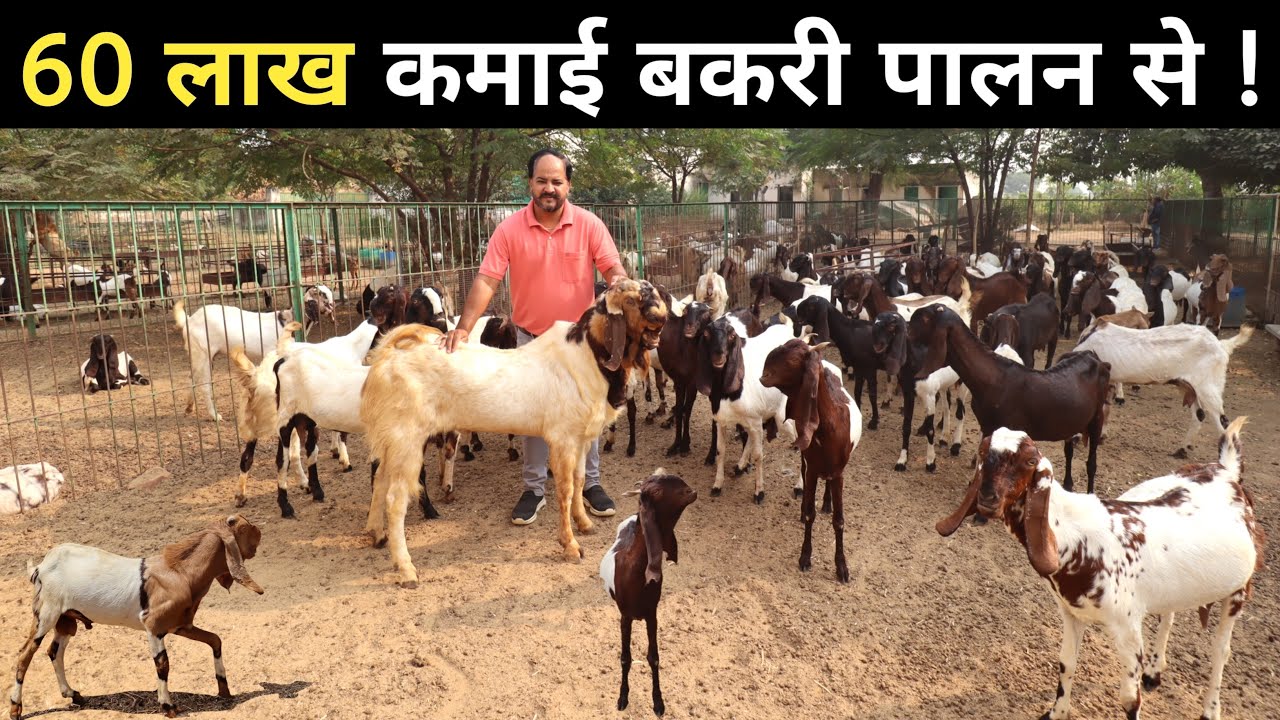 शहर की लाखों की नौकरी छोड़कर गांव में बकरी पालन शुरू किया | Goat Farming | Goat Farming Business
