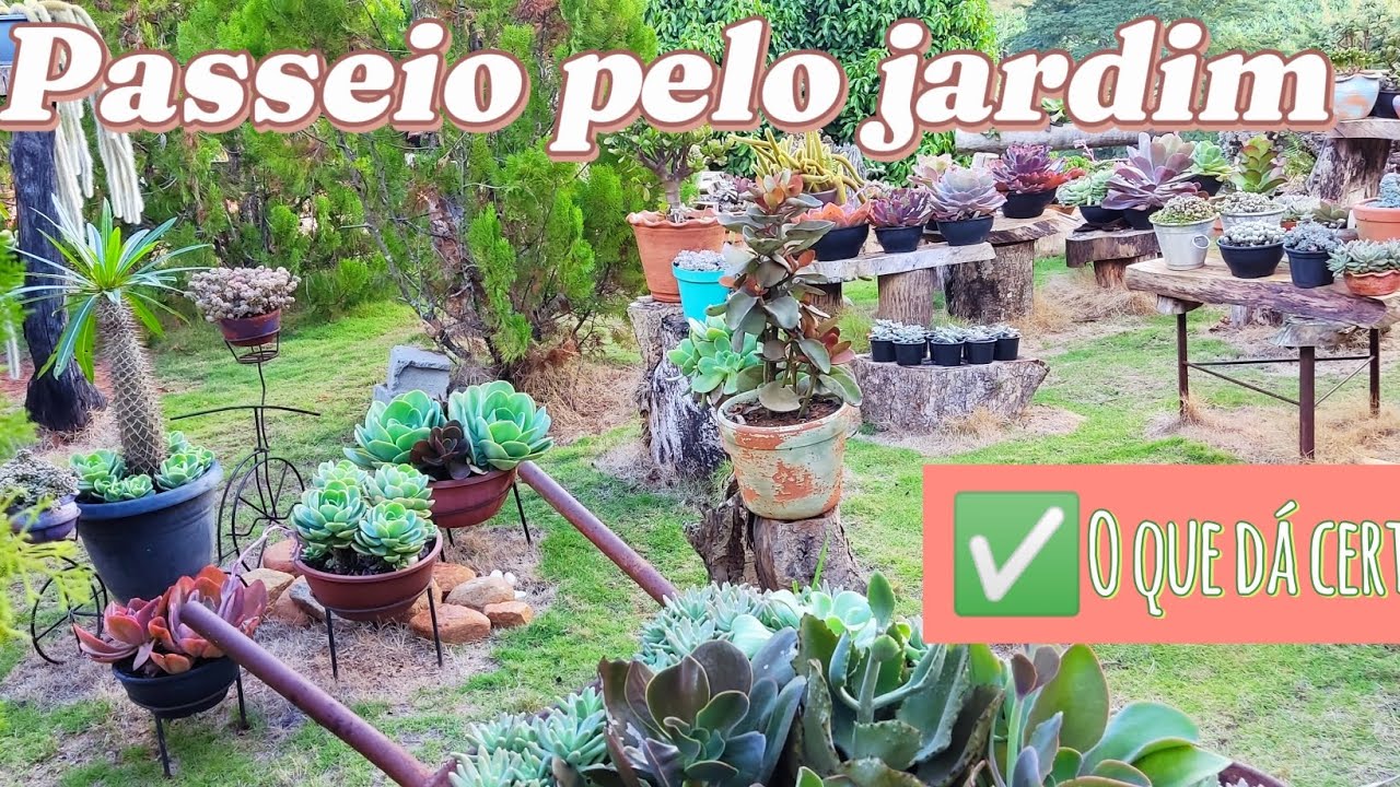 Passeio pelo jardim , plantas que ficam lindas cultivadas no sol pleno e chuva