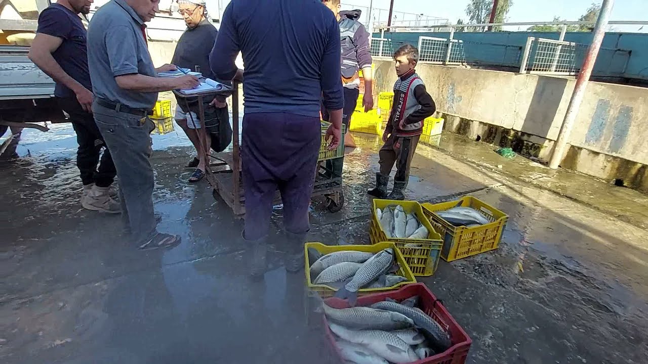 فلوك 2 سمك الكارب العشبي والكارب العادي