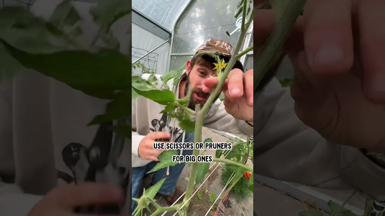 How To Prune Tomatoes 101 🍅