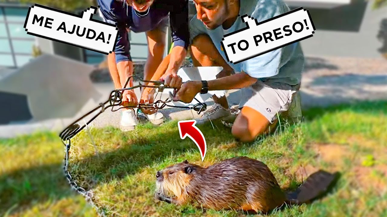FIQUEI PRESO NA ARMADILHA DO CASTOR