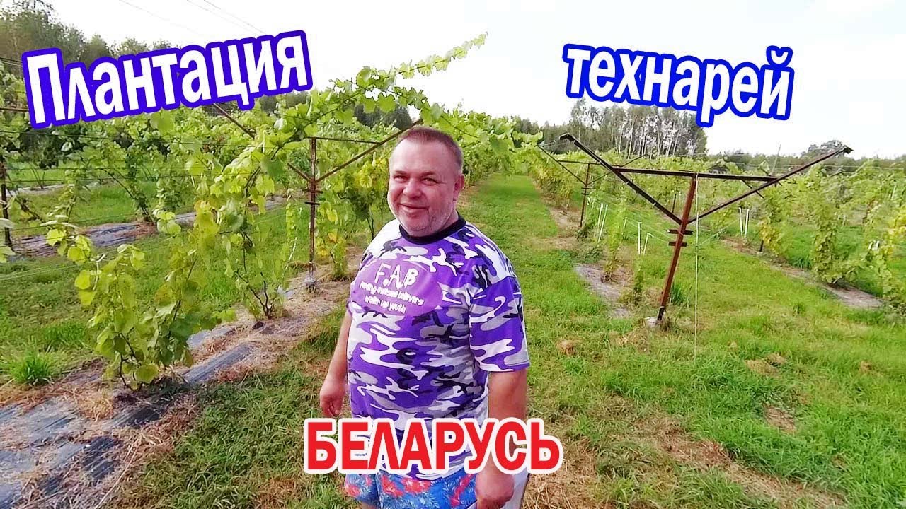 🔴🔴Огромный Виноградник с техническими сортами винограда. Виноград Беларуси.