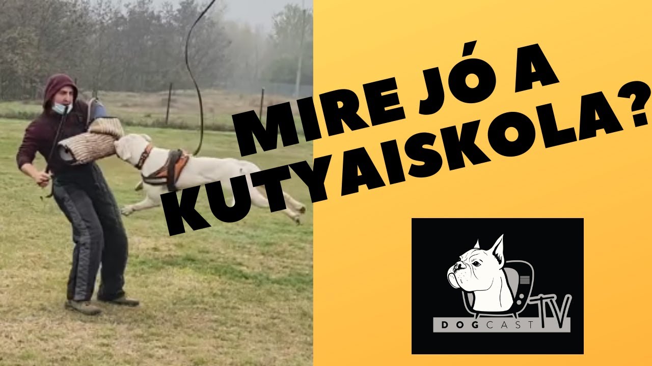 Mire jó a kutyaiskola? DogCast TV!