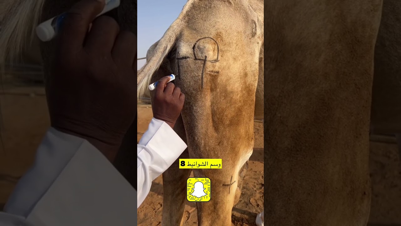 شرح الذيب على ضلع المطيه