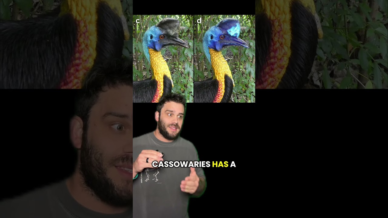 Светящиеся динозавры? Секрет казуаров #животные #птицы #обучение #эволюция #наука #наблюдениезапт...
