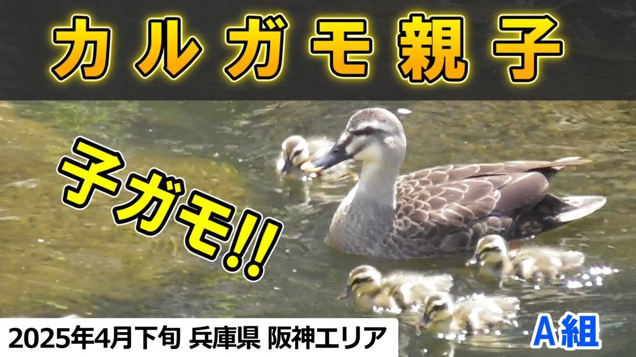 2025年4月下旬 カルガモ親子を発見（カルガモ、子ガモ、カルガモ親子）