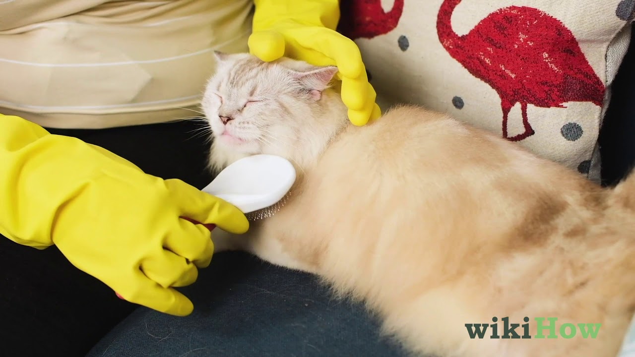 How to Brush a Cat