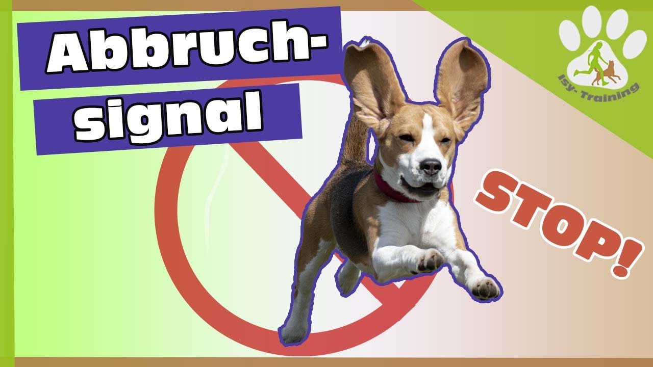 Hund Abbruchsignal beibringen | Schritt für Schritt erklärt