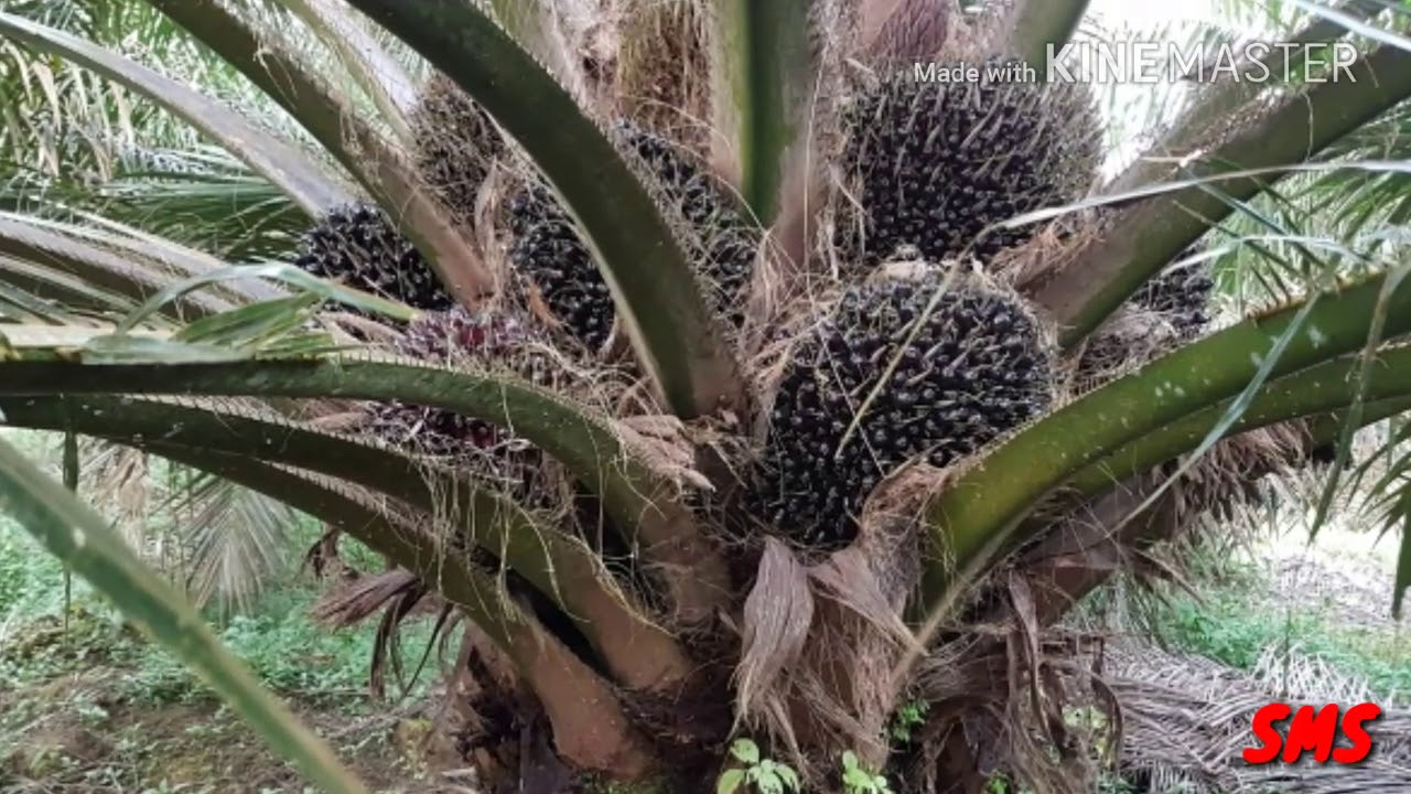 SAWIT VARIETAS YANGAMBI UMUR 5 TAHUN (17 TANDAN BUAH SEGAR /BTG SIAP PANEN)