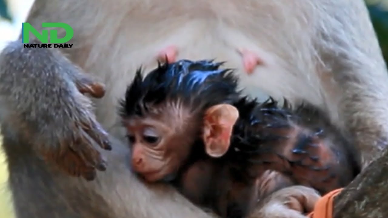 Very Pity Newborn Fall Down In Water  So Sadness For Newborn
