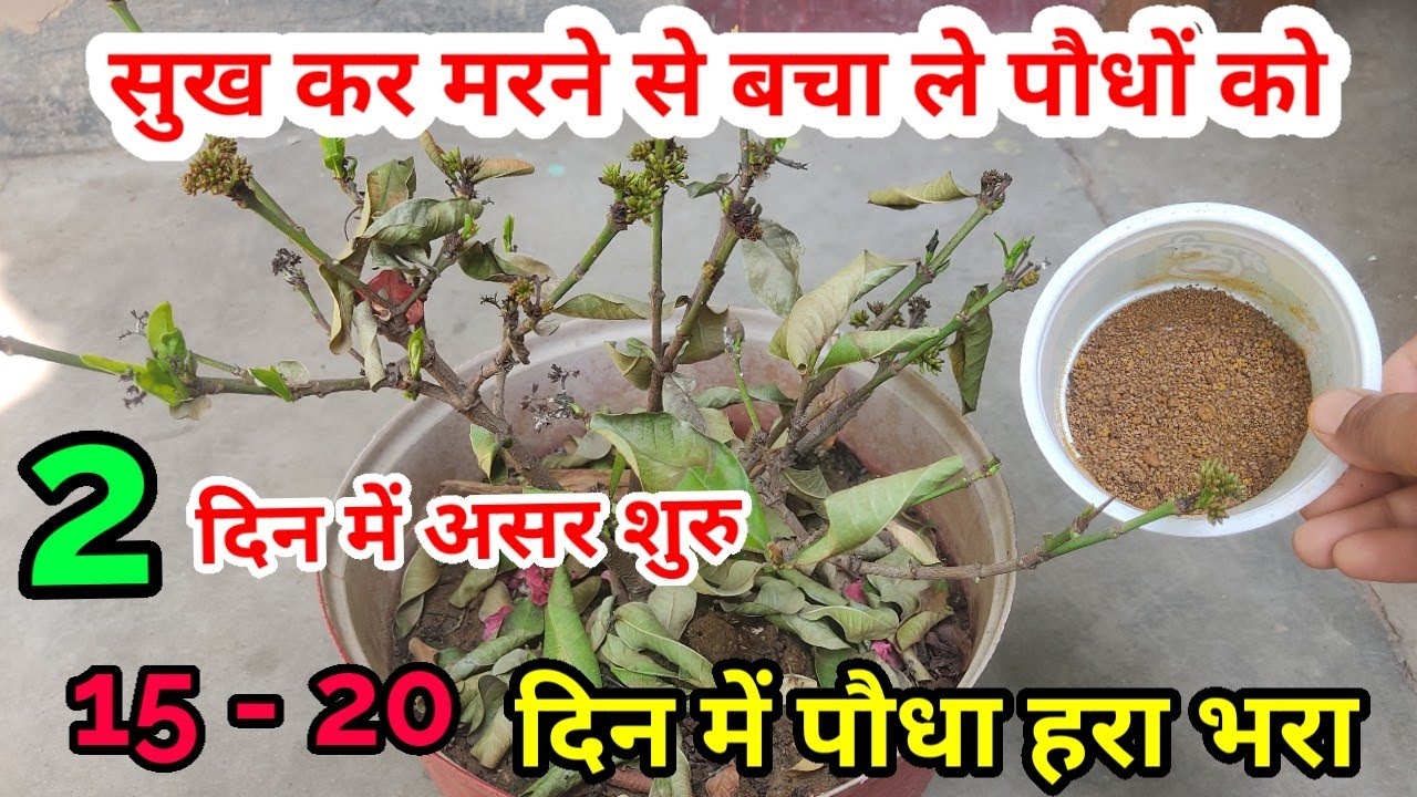 सूखते झड़ते मरते पौधे को कैसे बचाया मैंने|ixora plant care and propagation| how to save dying plant