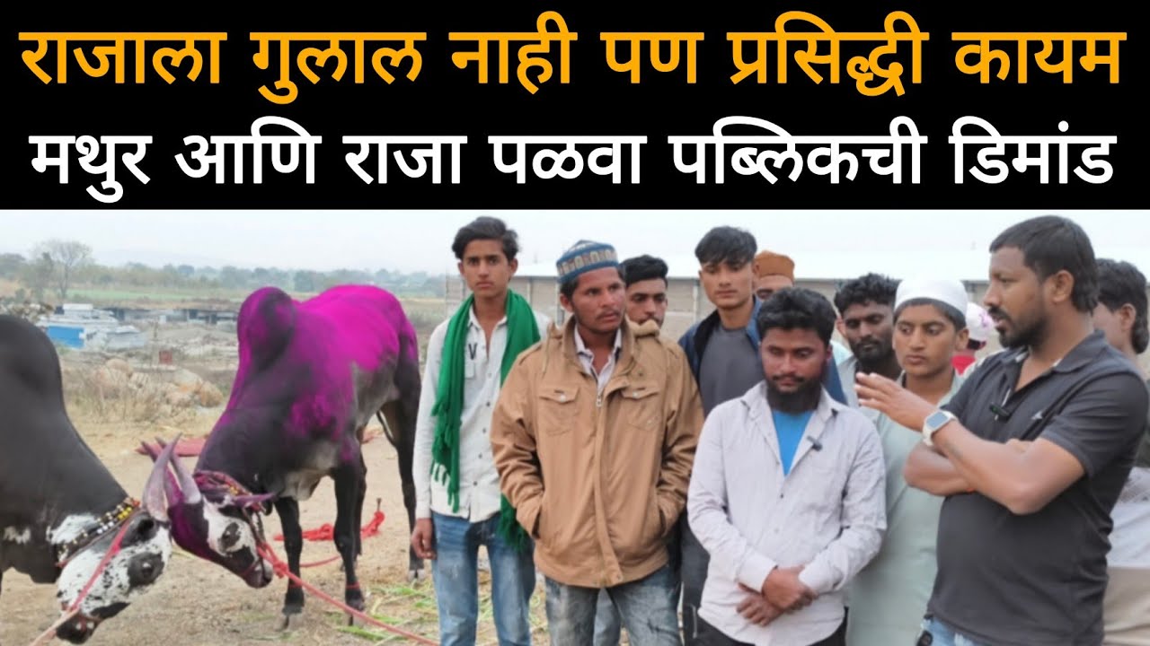 मथूर आणि राजा पळवा ही पब्लिक डिमांड आहे | राजाला गुलाल नाही पण प्रसिद्धी कायम 
