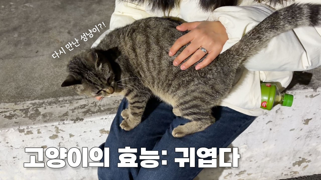 중요한 건 꺾여도 그냥 하는 마음💘 | 근데 할 게 너무 많은🫠 직장인 vLog