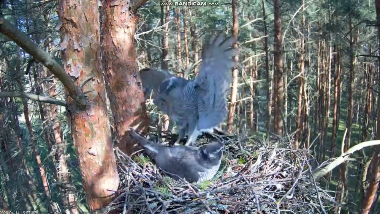 Jastrząb zwyczajny Kanakull Estonia - zmiana, Alla przylatuje, Ruudi odlatuje & 🥚🥚🥚🥚🥚2026 04 14
