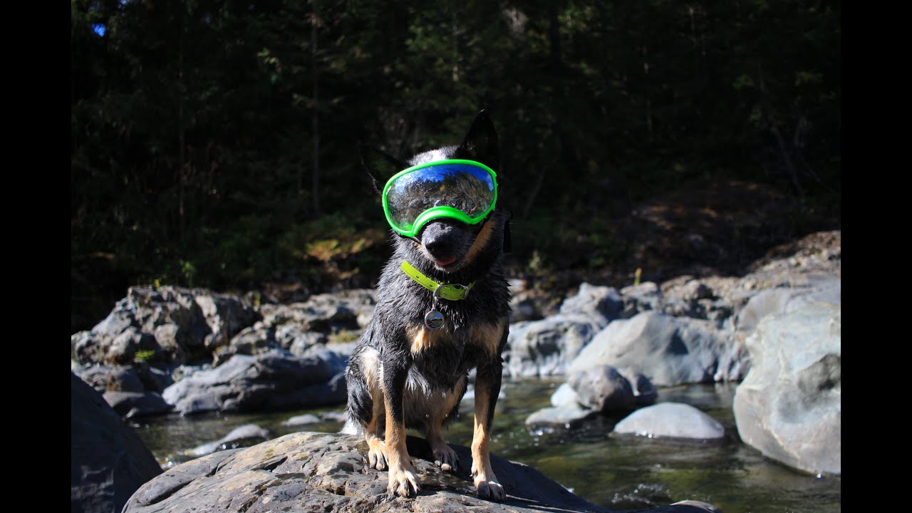 Rex Specs Review