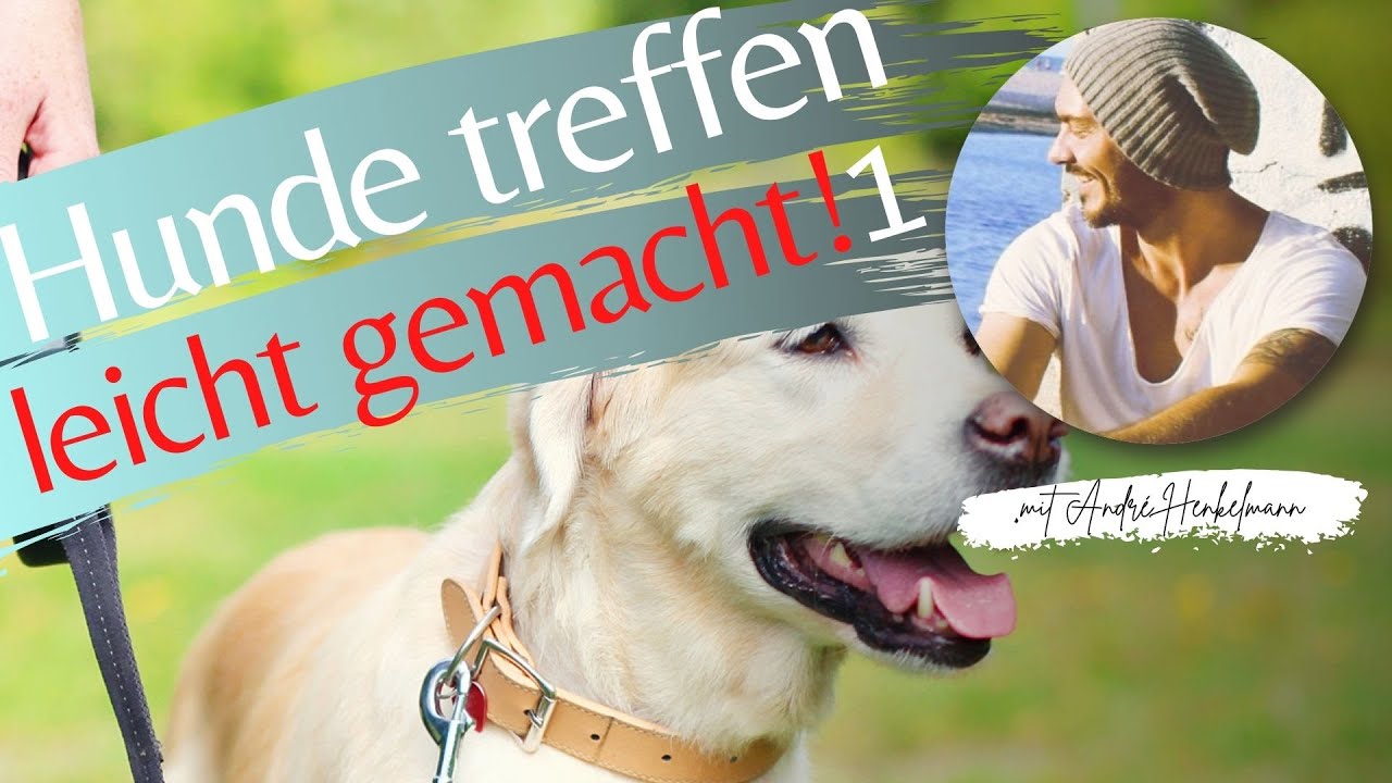 Entspannte Hundebegegnungen – leicht gemacht! Profi-Tipps/Hundeschule