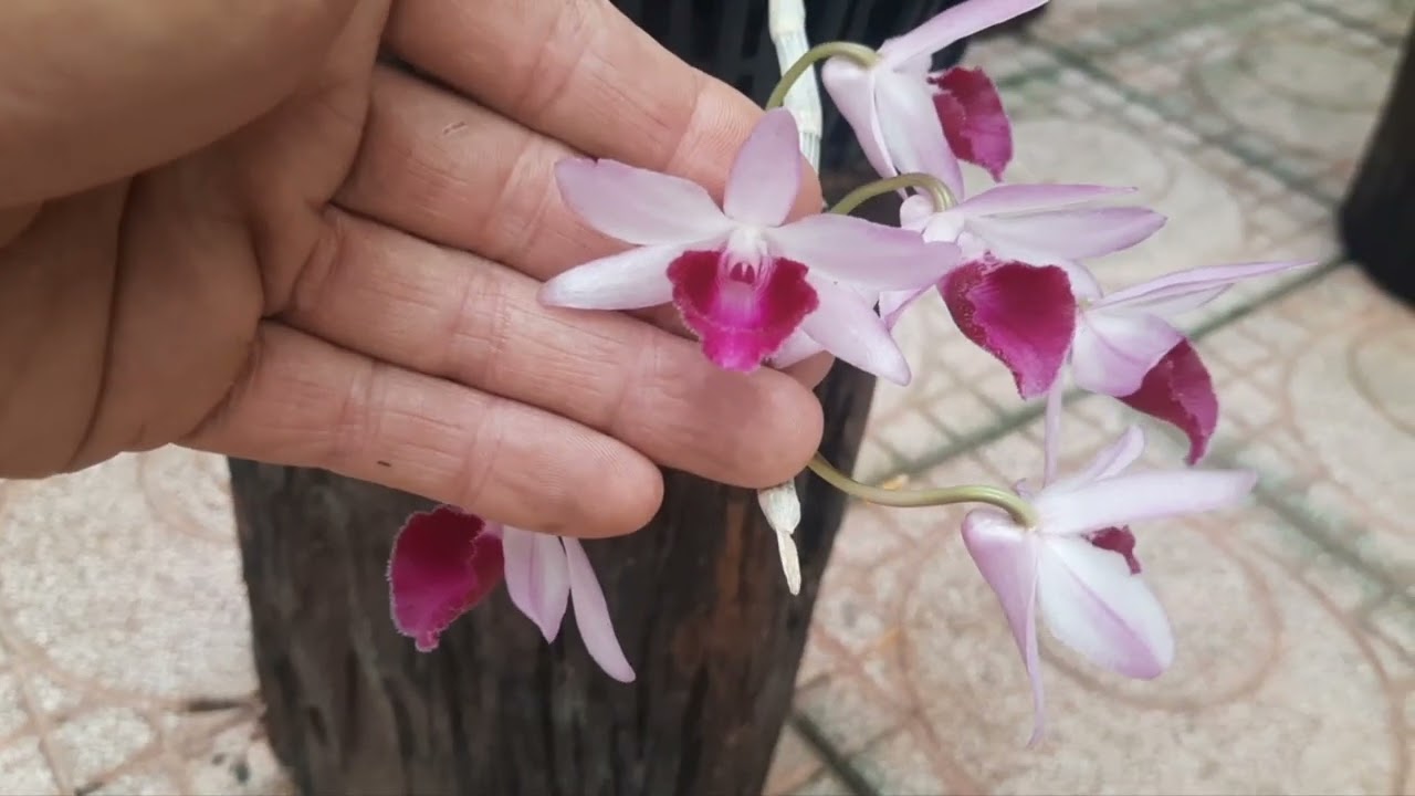 T423 Hoa nở tưng bừng , vì cây đã thuần ,  bệt châu như rất là đẹp