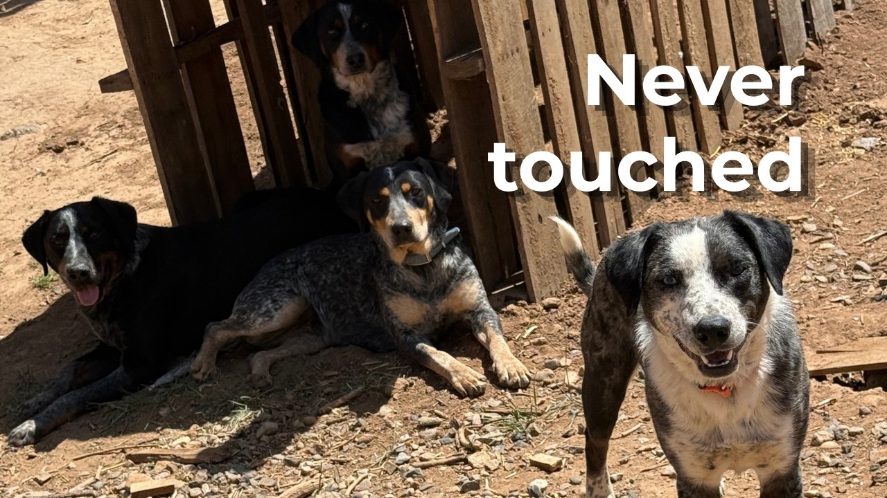A session with the Shed Dogs; a group of dogs locked up with little positive human contact