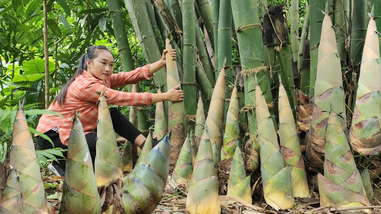 Harvesting wild bamboo shoots to sell at market, pick wild fruit preserved in sugar | Ly Thi Tam