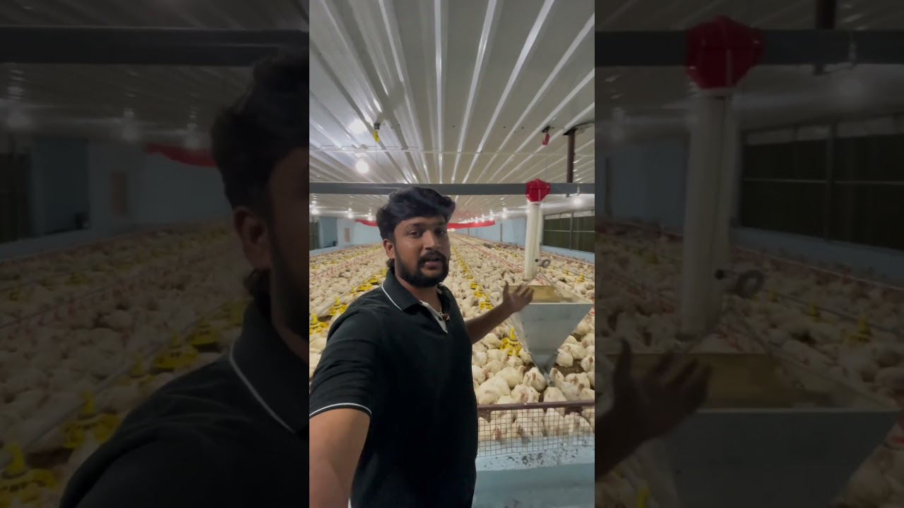 EC Poultry Farm Feed Costs, Net Weight, and Profits Revealed #ecpoultryfarm #villageagriculture