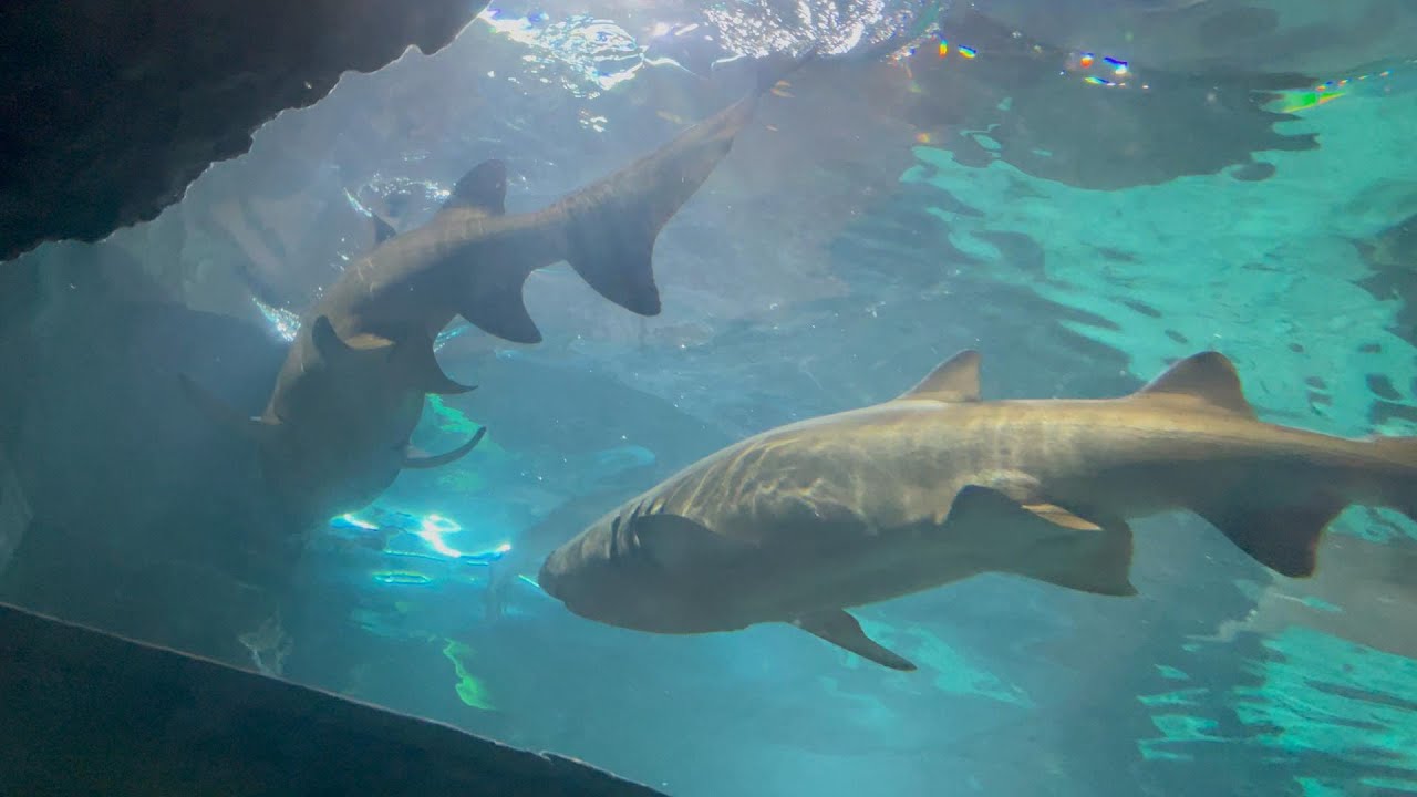 Ripley's Aquarium of the Smokies- quick glance