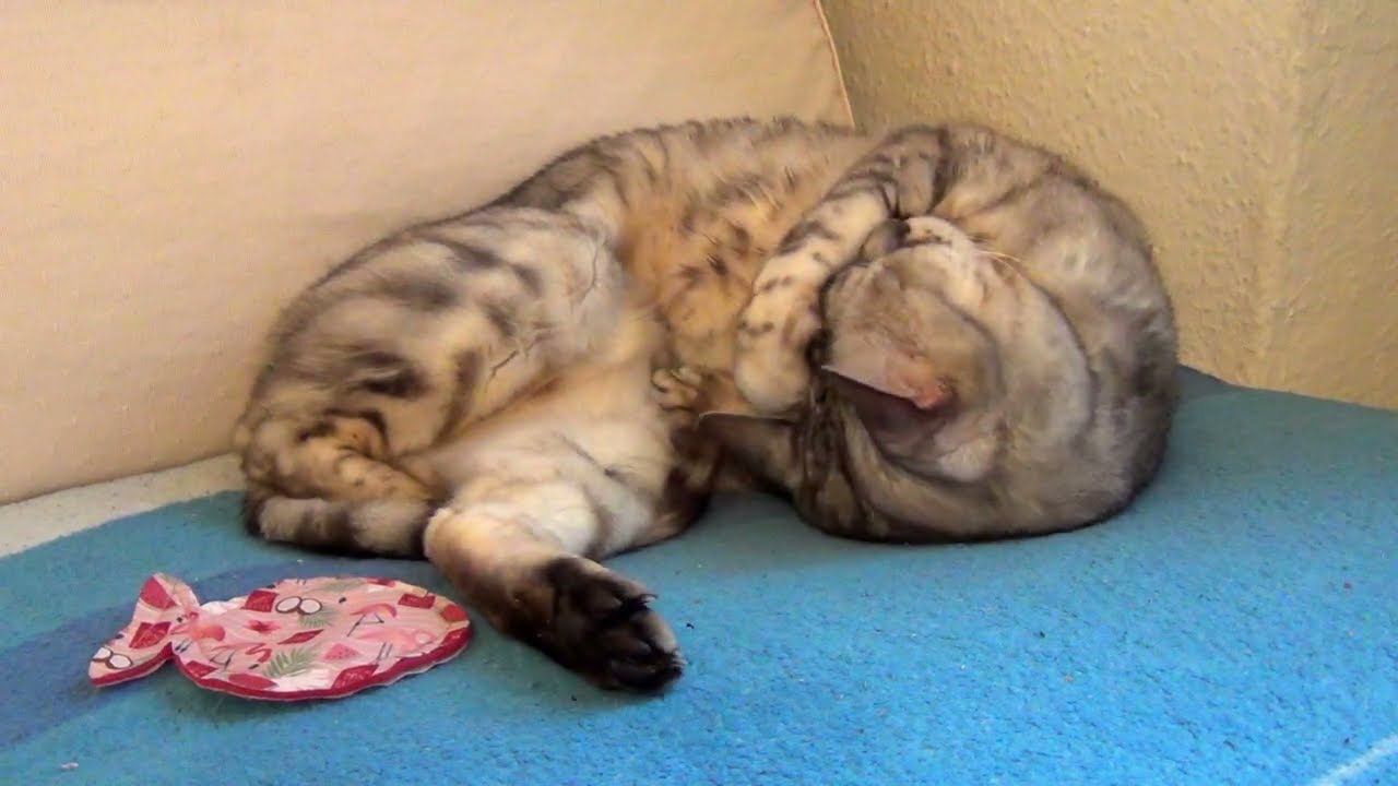 Luna Sleeping on a Blue Blanket 💙 | Calm Cat Nap