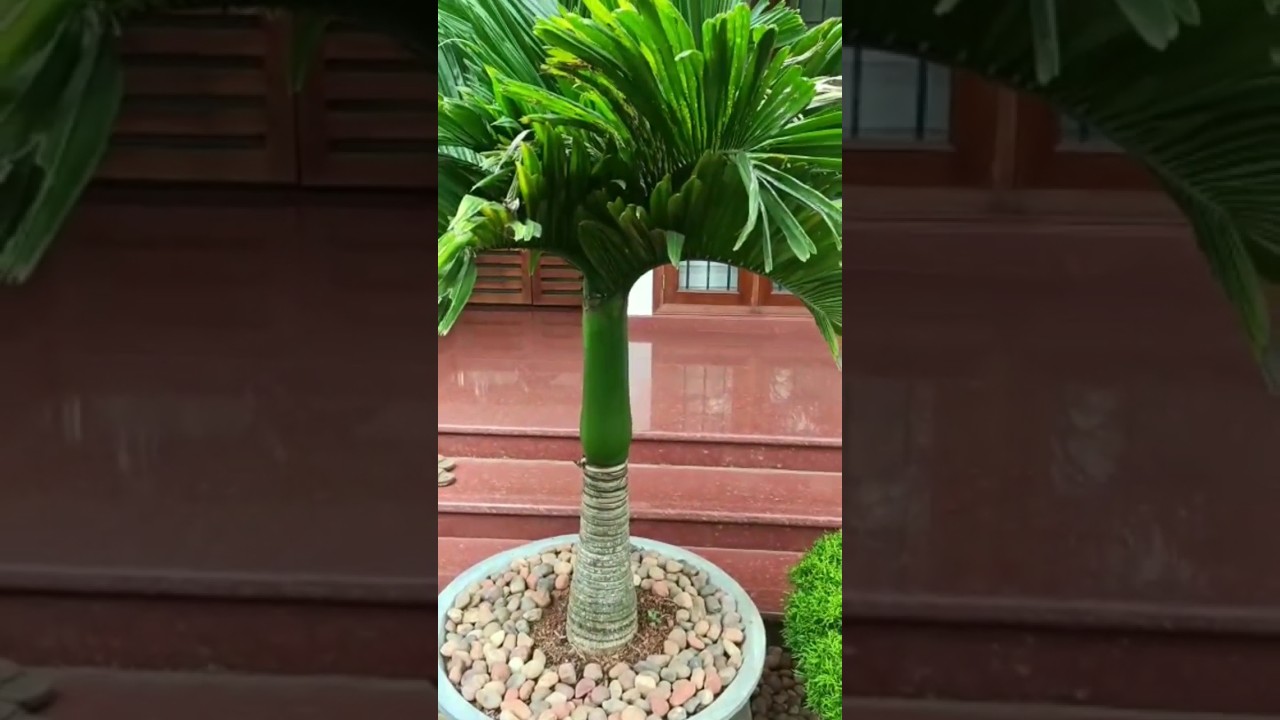 gardening and stone work /malayalam