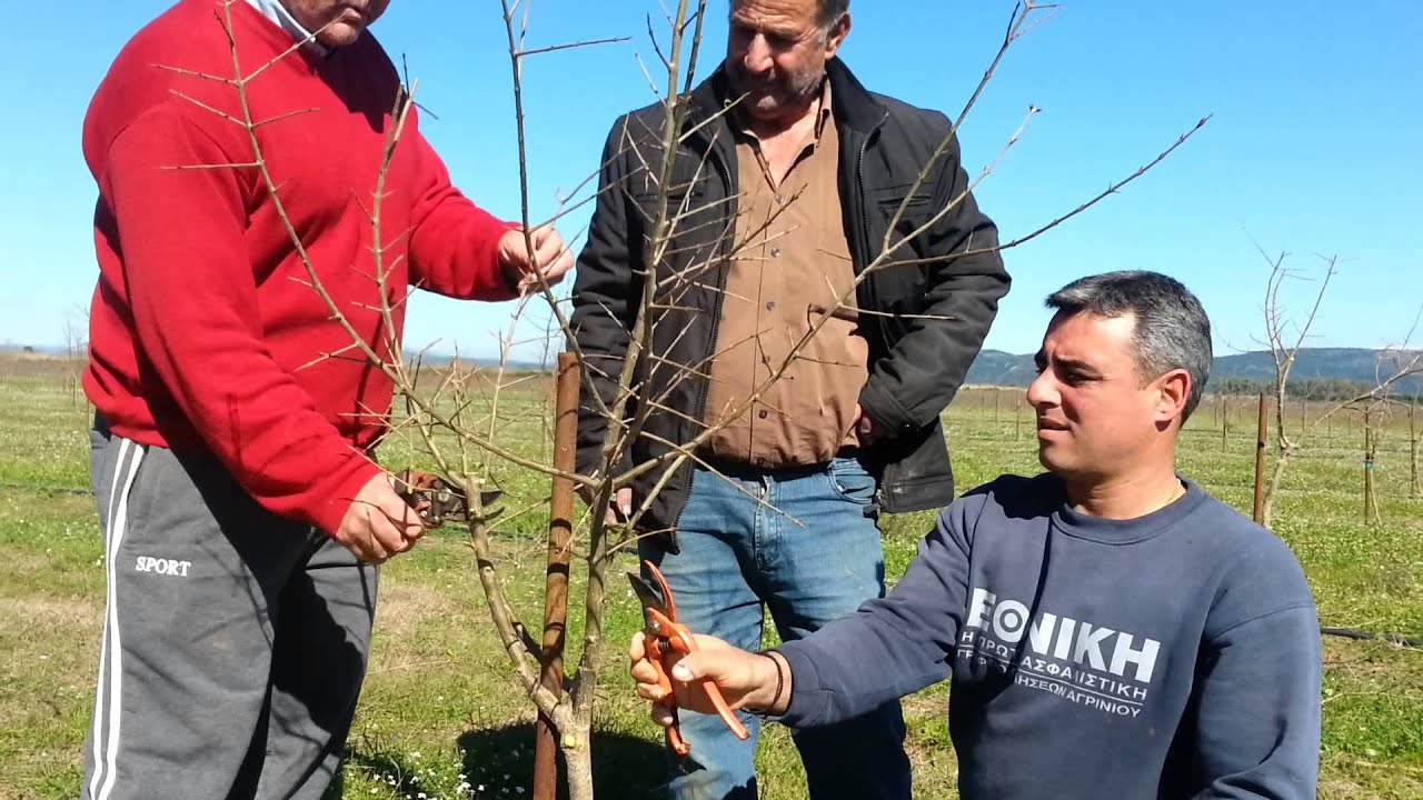 Ενημέρωση κλαδέματος ροδιάς από την Δέλτα οινιαδών