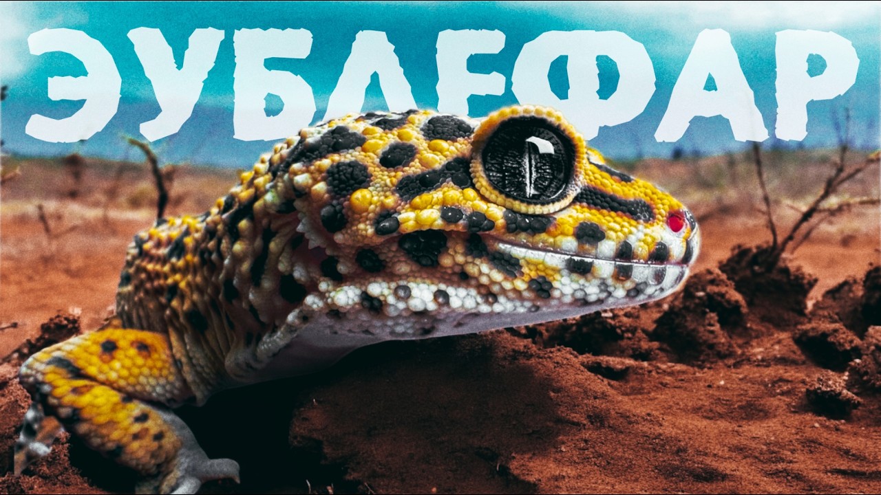 Содержание эублефара. 10 лет опыта PANTERIC