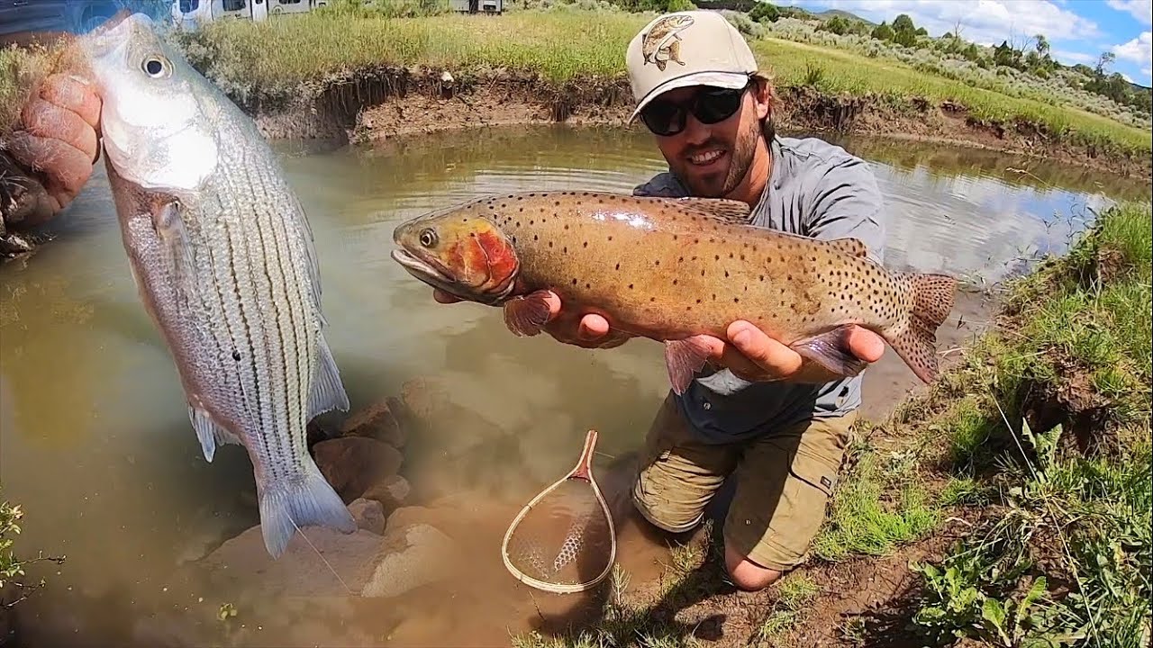 Chasing BIG Trout in the Creek + BASS Catch & Cook!!