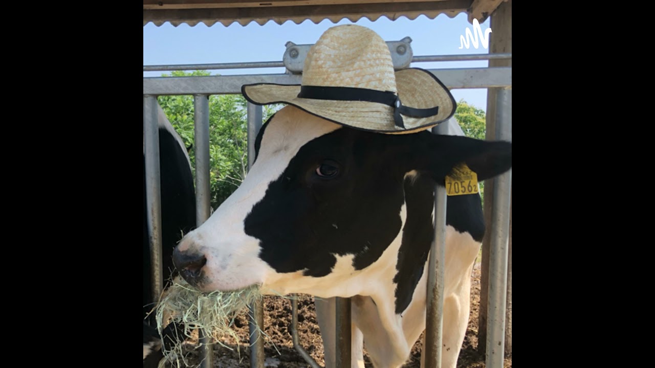 牛乳1329杯目「削蹄後の深イイ雑談〜たくみくんの恋愛よもやま話〜」【恋愛研究同盟】