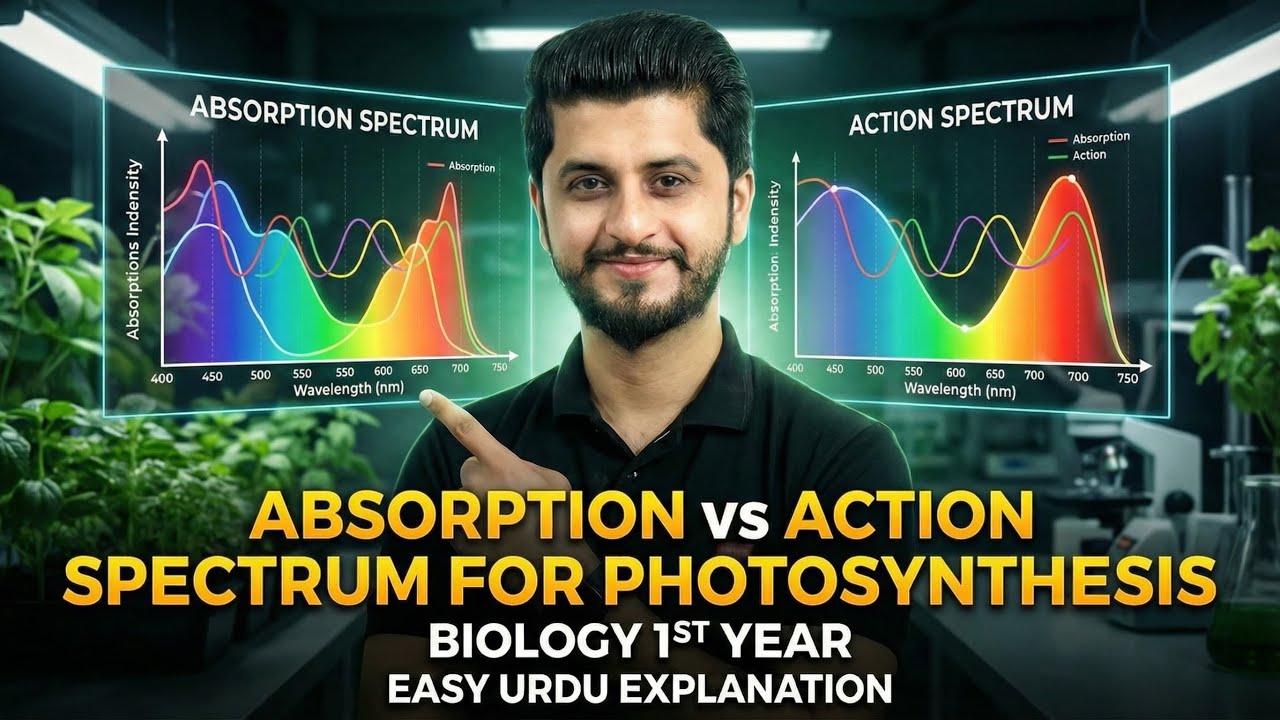 Absorption vs Action spectrun for photosynthesis | Bioenergetics | Biology 1st|Easy urdu Explanation