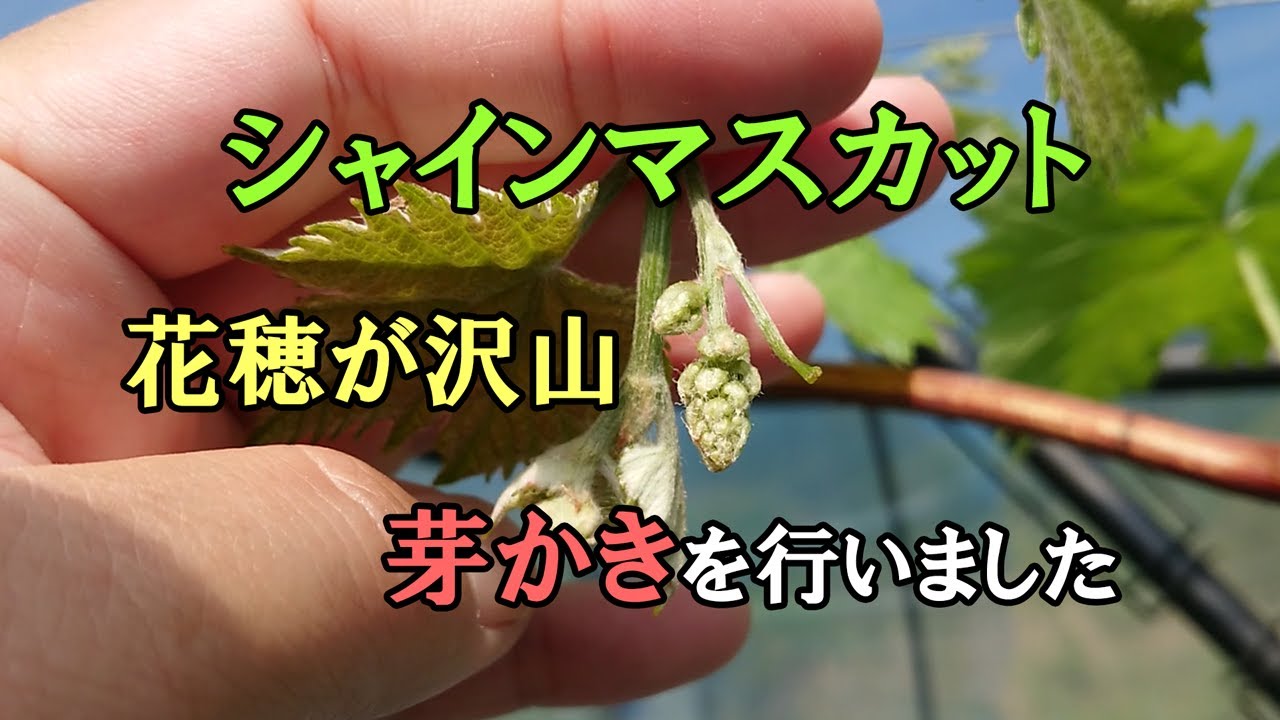 シャインマスカットに花穂が沢山　芽かきを行いました