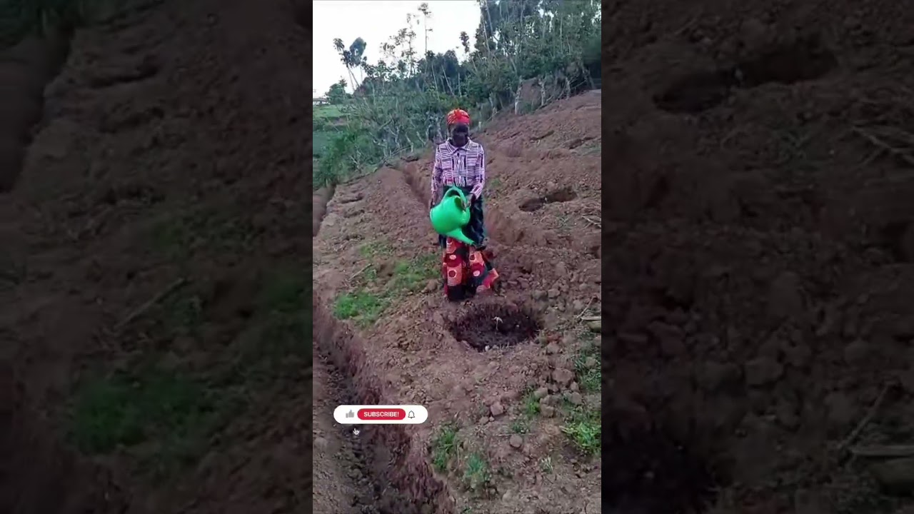 How to plant Passion Fruit Seedlings in your farm.